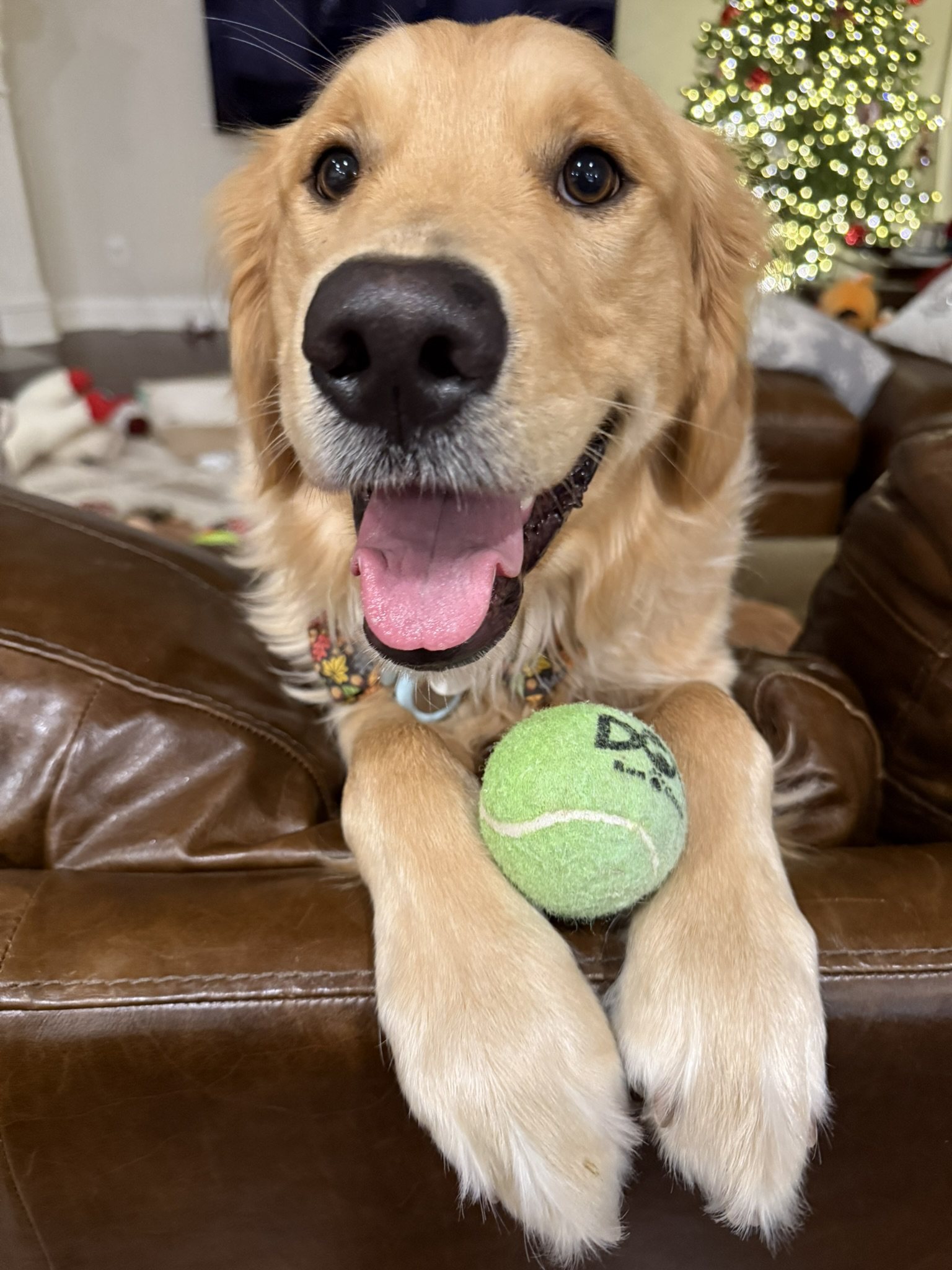 Winnie smiling close to the camera with a tennis ball under his paws.