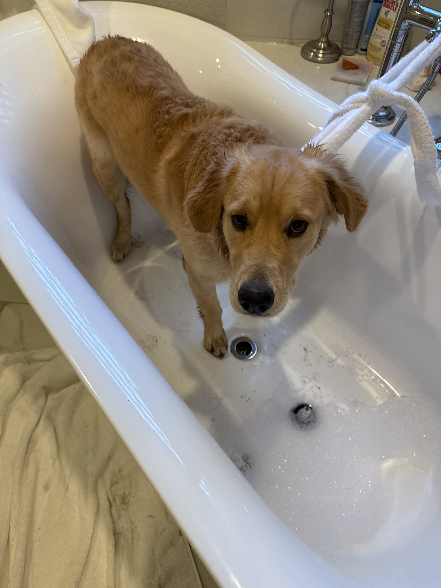 Winnie standing in a bathtub and looking at the camera.