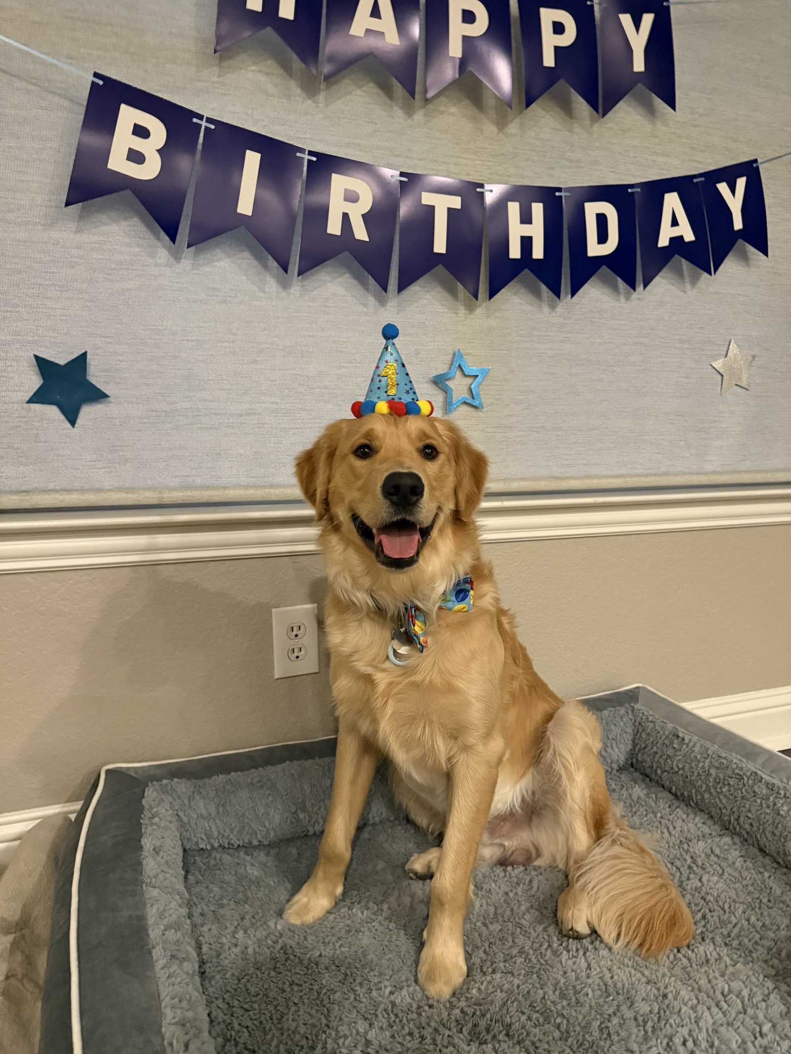 Winnie at a birthday setup wearing a party hat.