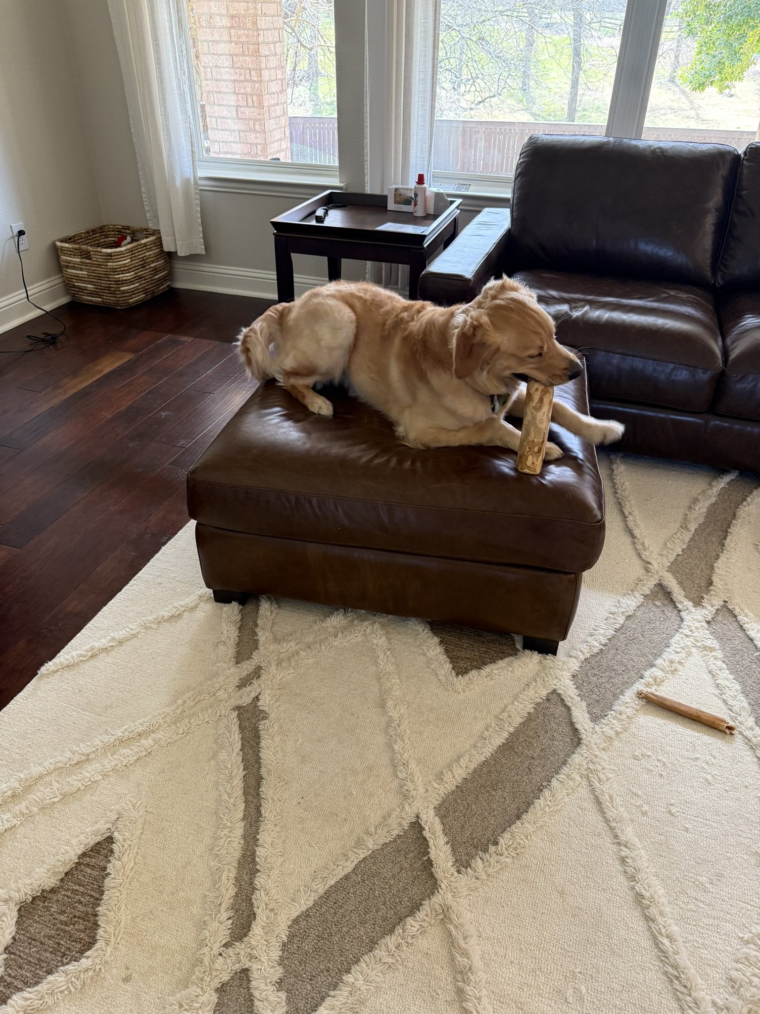 Winnie chewing a treat while resting on a brown ottoman.