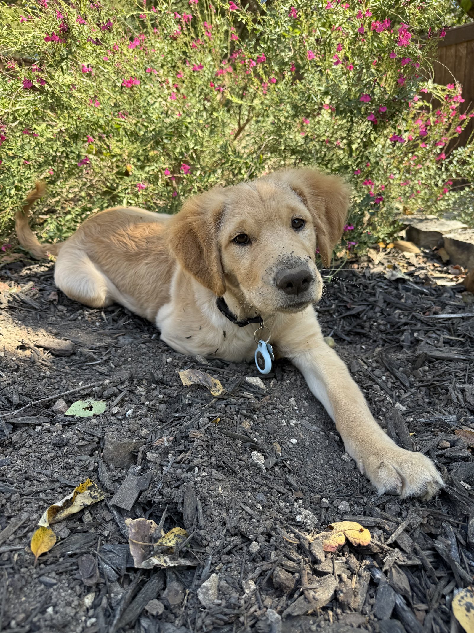 Winnie lying in the dirt with a dusty nose.