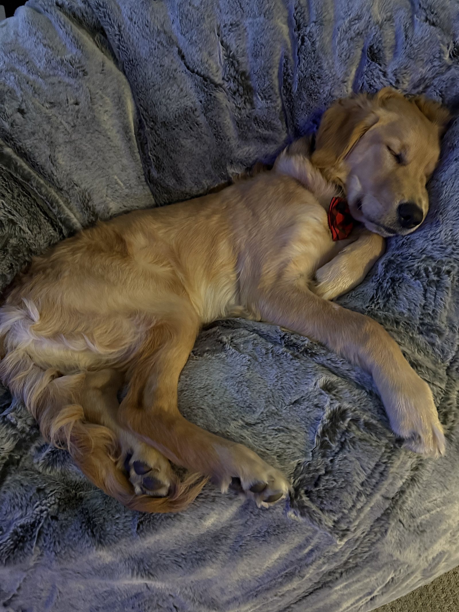 Winnie sleeping on a blanket with his legs in the air.