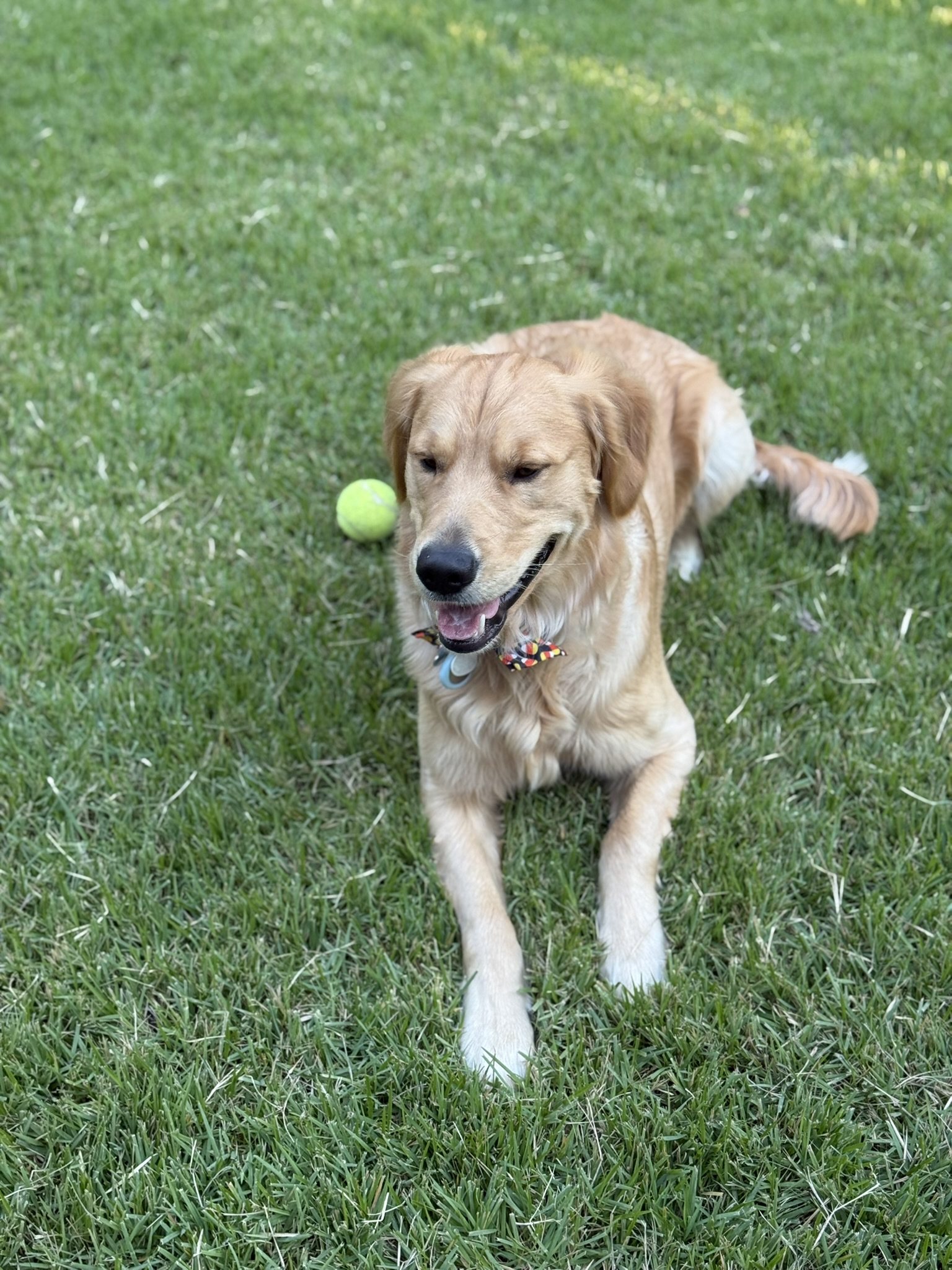 Winnie resting on the grass with a tennis ball nearby.