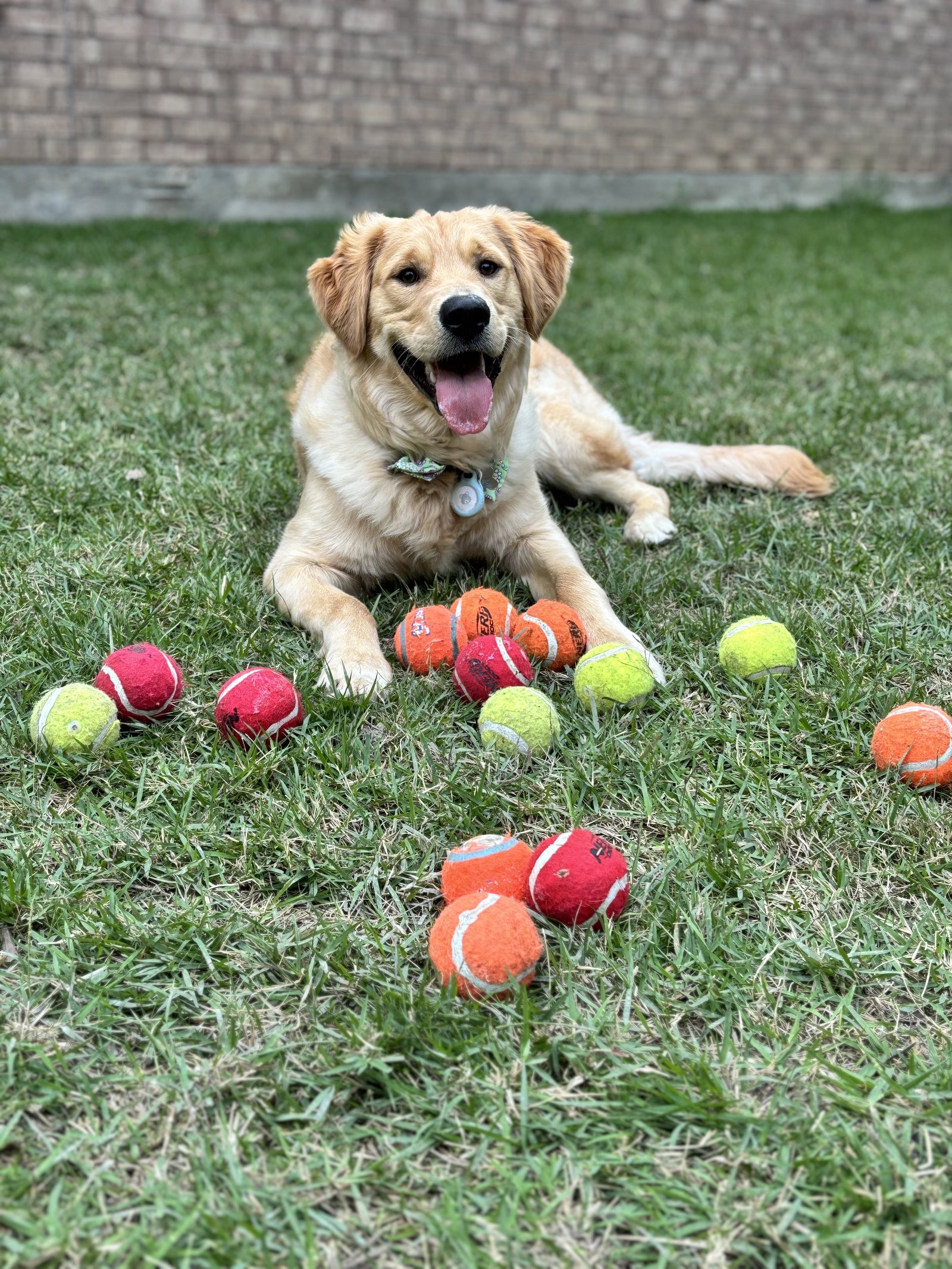 Winnie smiling on the grass with tennis balls spread out in front of him.