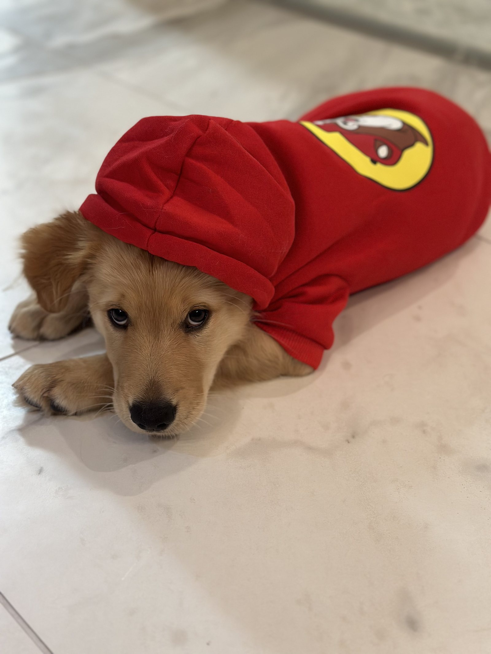 Winnie as a small puppy wearing a red hoodie.