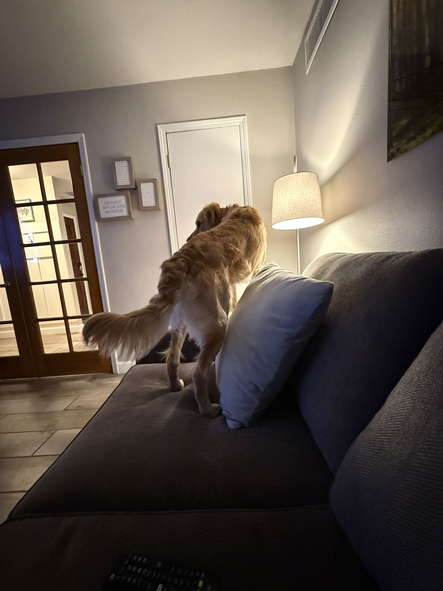 Winnie standing on a couch and looking toward a doorway.