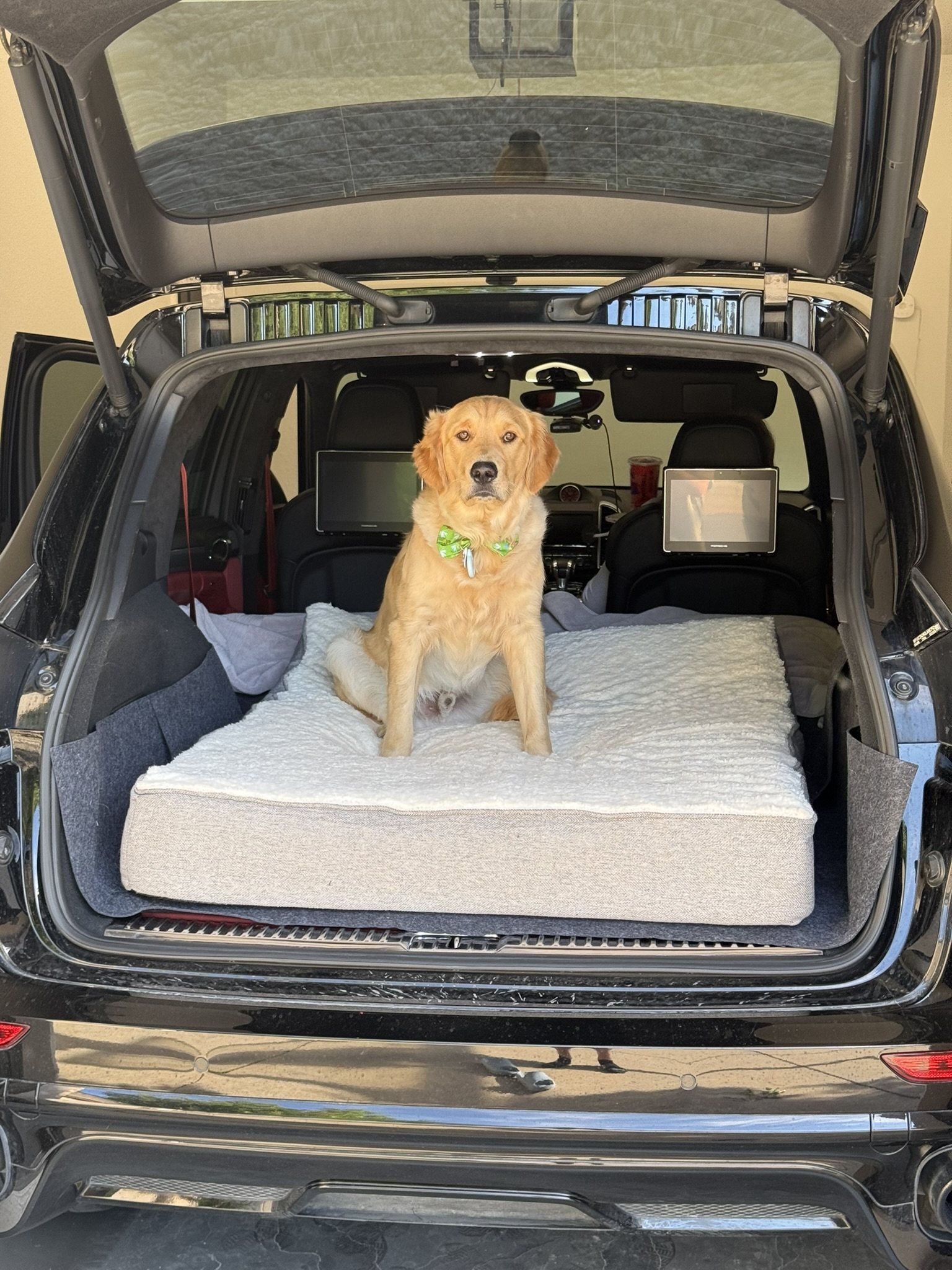 Winnie sitting on a mattress in the back of a vehicle.