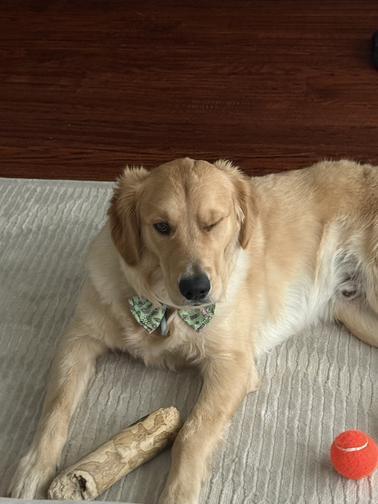 Winnie lying down and winking with a chew and tennis ball nearby.
