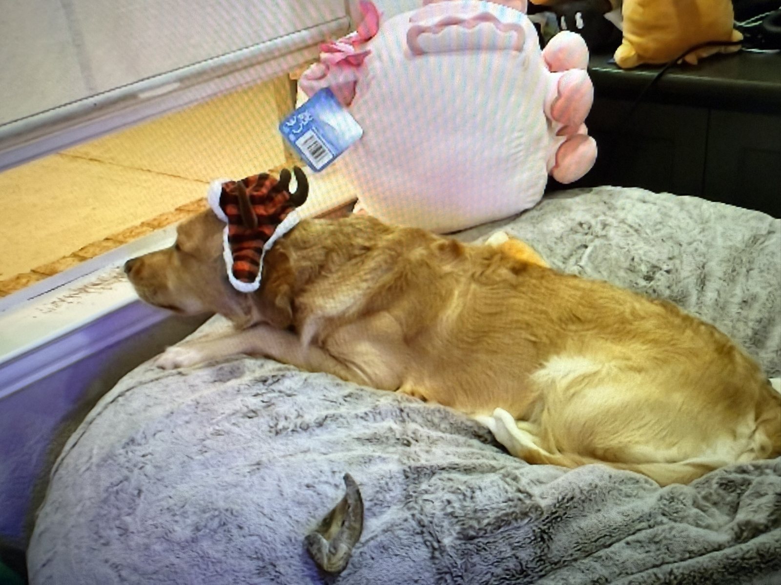 Winnie lying on a dog bed wearing a festive hat.