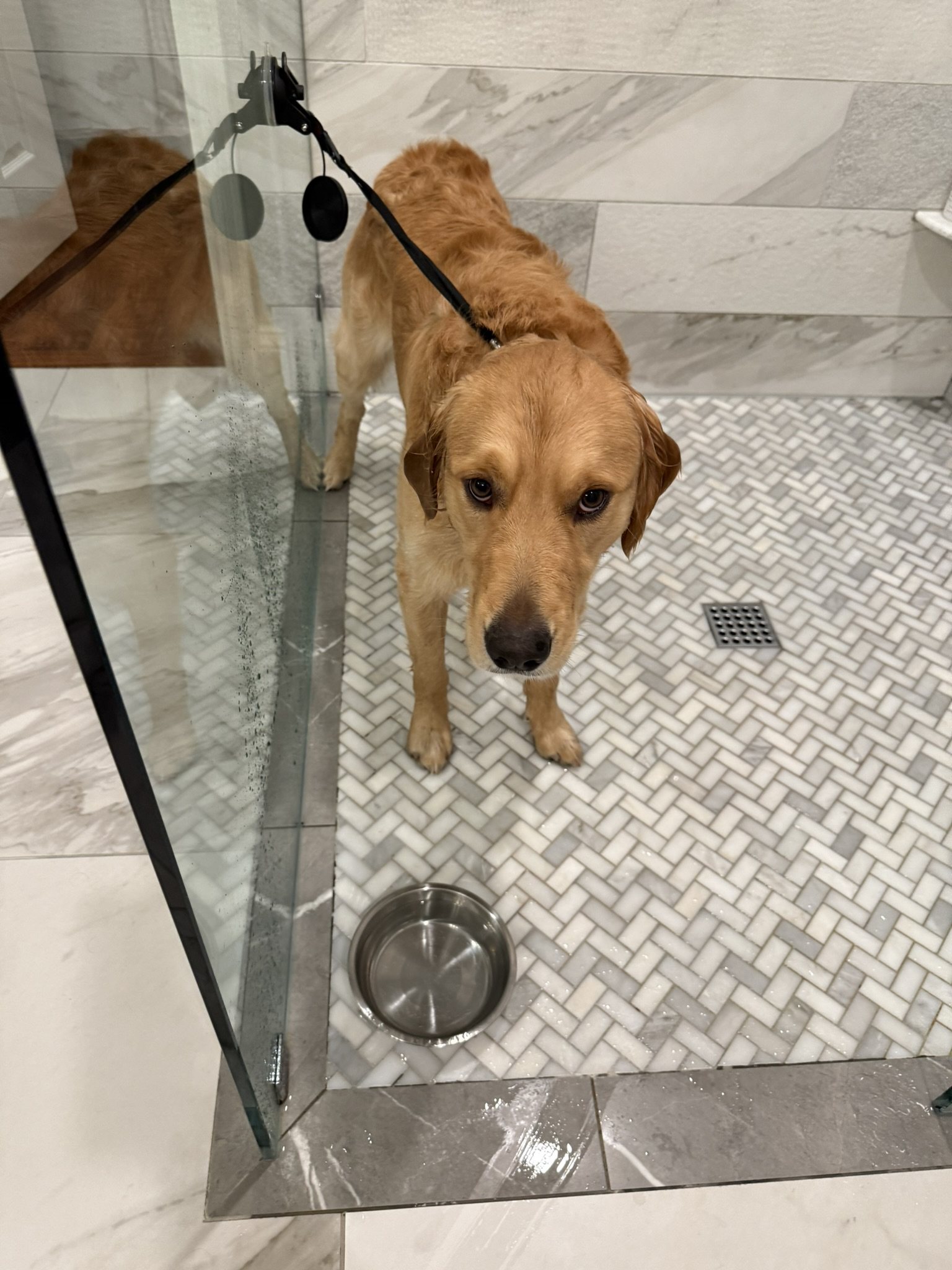 Winnie standing behind a glass shower door with a bowl at his feet.