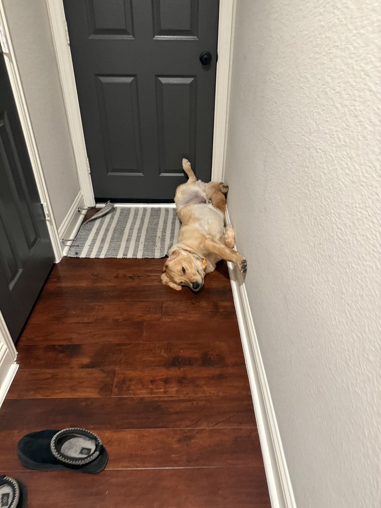 Winnie sleeping upside down on the floor against a wall.